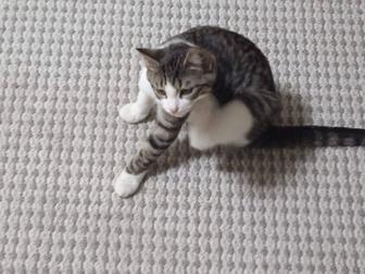 Отдам котенка