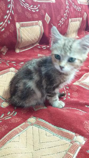 Дарю чудо котенка девочка, бенгалка