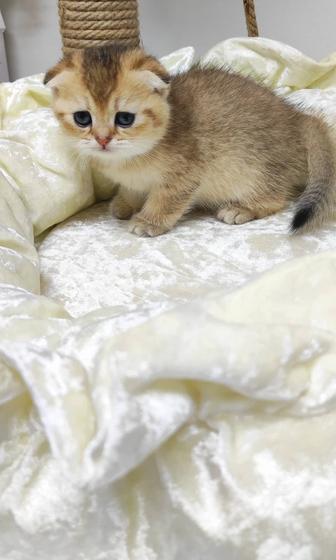 Вислоухий котик и кошечка шотландские