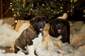 Высоко породные щенки Американской Акиты