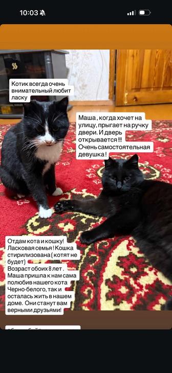 Отдам кота и кошку(стерилизована )