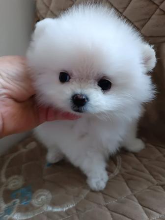 Померанский шпицы с документами, клеймо продаются