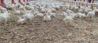 Продаются бройлерные цыплята