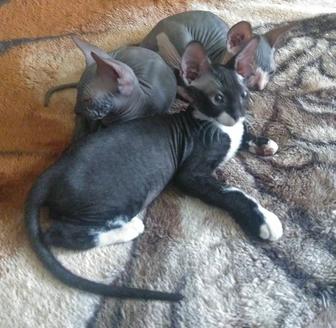 Котенок донского сфинкса велюрка