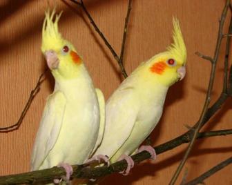 Кареллы молодые попугай