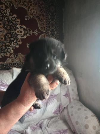 Продам щенят немецкой овчарки