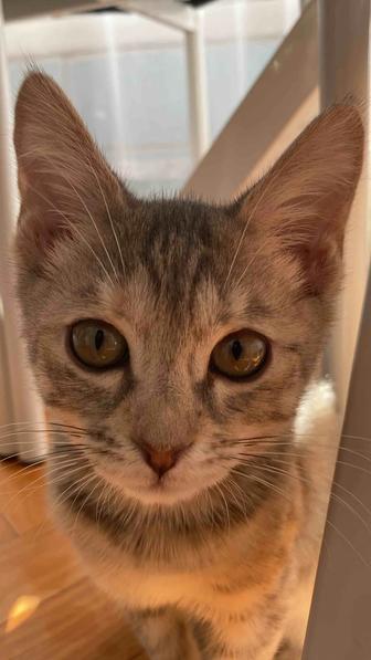 Продам кошку