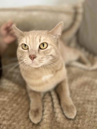 Отдам кота в добрые руки