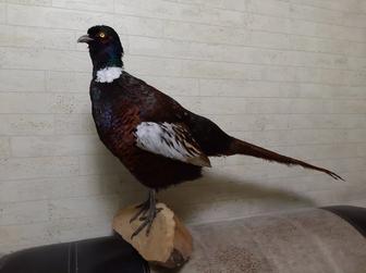 Муляж чучело фазана.