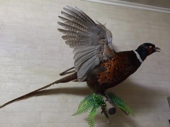 Муляж чучело фазана.