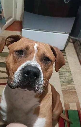 Потеряла собачку