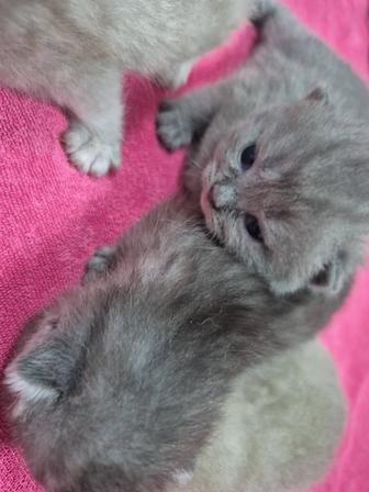 Продам котят породистые