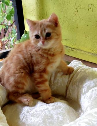 Кошки
