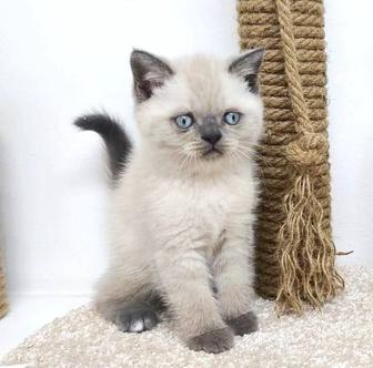 Кошки