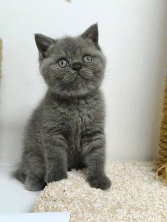 Кошки
