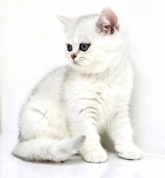 Кошки