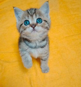 Кошки