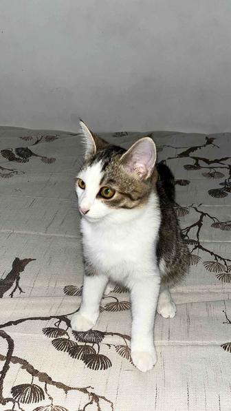 Отдам котят в хорошие руки