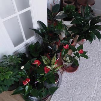 Комнатные цветы