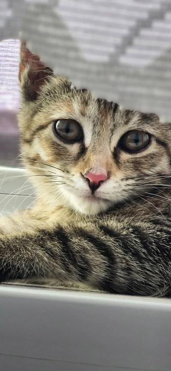 Котенок. Девочка.