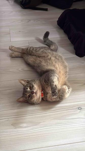 Нашли котика, вернем хозяевам
