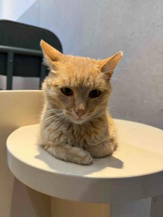 Рыжий котик в добрые руки