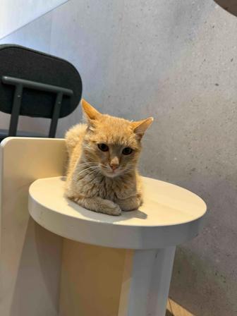 Рыжий котик в добрые руки