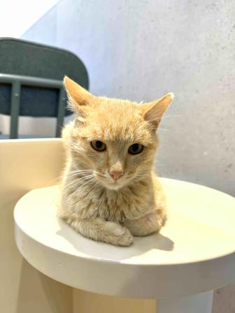 Рыжий котик в добрые руки