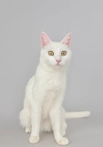 Кошка АЙСИ в добрые руки. Стерилизована