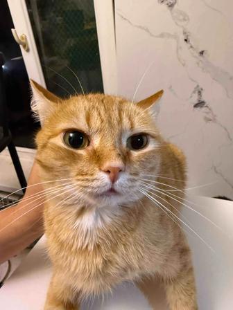 Рыжий котик в добрые руки