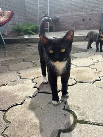 Отдам в добрые руки три кошечки.