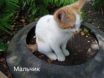 Отдам котят