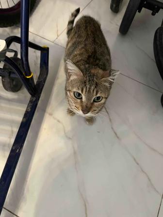 Обнаружен кот