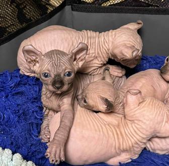 Котята сфинкса - эльфа