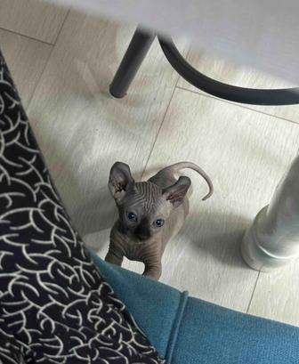 Котята сфинкса - эльфа