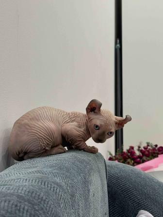 Котята сфинкса - эльфа