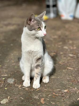 Отдадим кота в любящий дом