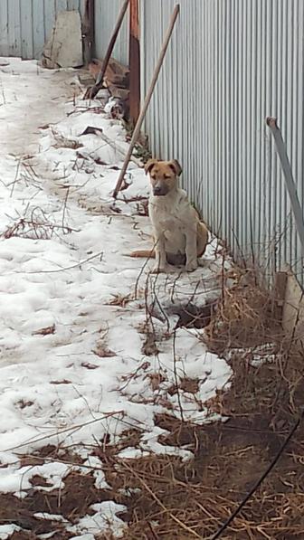 Отдам щенка