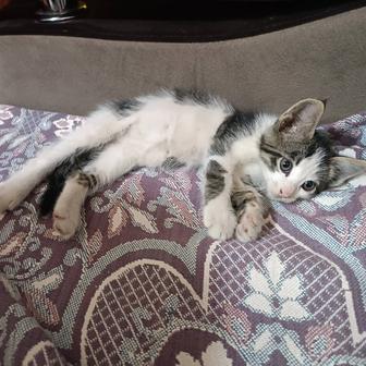 Котята мальчики ищут семью