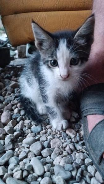 Котята мальчики ищут семью