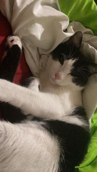 Кот