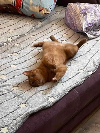 Отдам в хорошие руки кота