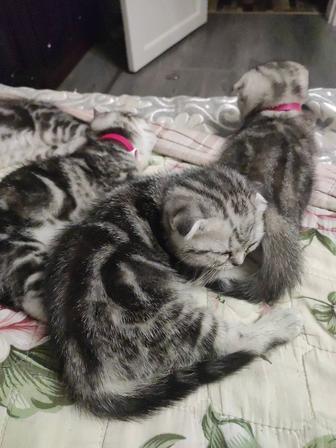 Породистые котята шотландская вислоухая