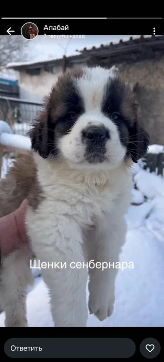 Продаю щенков сенбернара