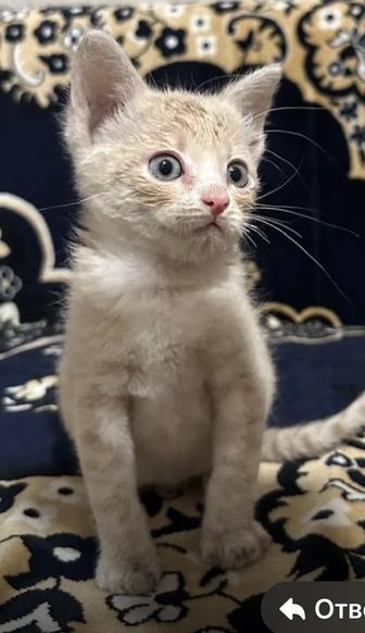 Котята мальчики рыжики