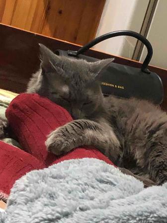 Отдам кота 2 годика