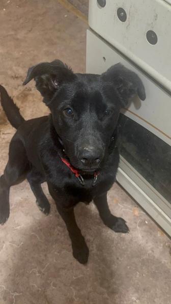 Пропала собака