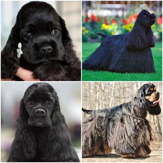 Американский кокер спаниель. Щенки.