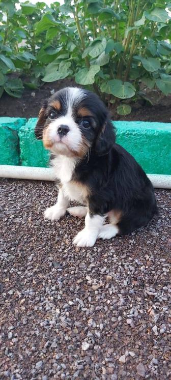 Кавалер кинг Чарльз спаниель