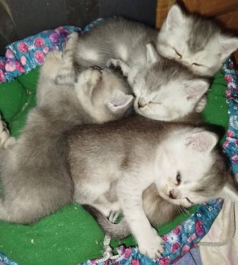 Продаются шотландские котята